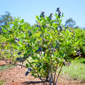 Sweet Blueberry Plant - Live Blueberry Bush 2-3 Ft - Garden Ready