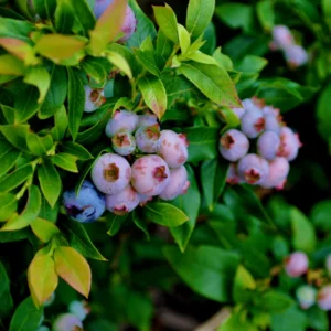 Sweet Blueberry Plant - Live Blueberry Bush 2-3 Ft - Garden Ready