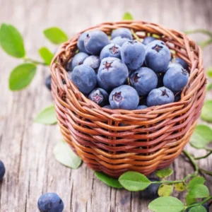 Sweet Blueberry Plant - Live Blueberry Bush 2-3 Ft - Garden Ready