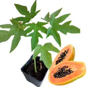Sweet Papaya Tree Live Plant - 3.5 Inch Pot - Gardening Ready