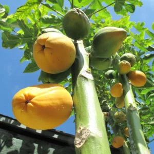 Sweet Papaya Tree Live Plant - 3.5 Inch Pot - Gardening Ready