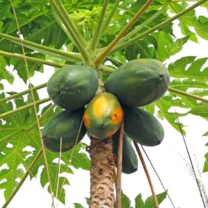 Sweet Papaya Tree Live Plant - 3.5 Inch Pot - Gardening Ready