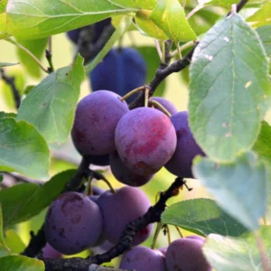 Sweet Plum Tree - Methley Plum Tree, Live Fruit Tree, 3-4 Ft Tall
