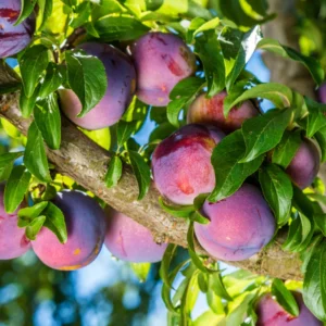 Sweet Plum Tree - Methley Plum Tree, Live Fruit Tree, 3-4 Ft Tall