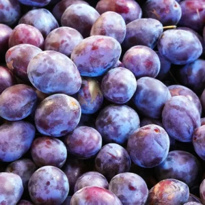 Sweet Plum Tree - Methley Plum Tree, Live Fruit Tree, 3-4 Ft Tall