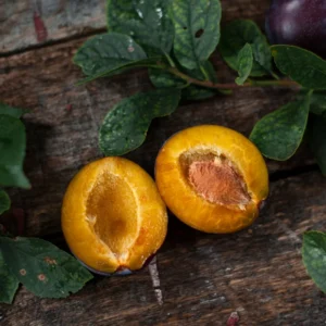 Sweet Plum Tree - Methley Plum Tree, Live Fruit Tree, 3-4 Ft Tall