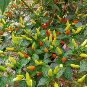 Tabasco Pepper Plant - Vegetable Plant - 2.5 Inch Pot - Spicy Peppers