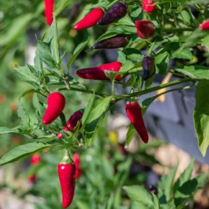 Tabasco Pepper Plant - Vegetable Plant - 2.5 Inch Pot - Spicy Peppers