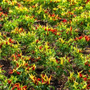 Tabasco Pepper Plant - Vegetable Plant - 2.5 Inch Pot - Spicy Peppers