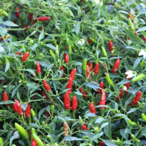 Tabasco Pepper Plant - Vegetable Plant - 2.5 Inch Pot - Spicy Peppers