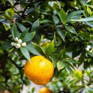 Tangerine Seeds - 6 Sweet Citrus Fruit Seeds - Grow Your Own