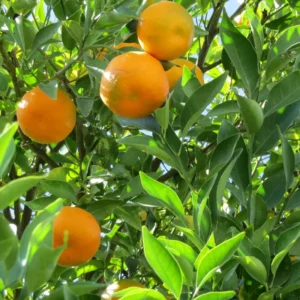 Tangerine Seeds - 6 Sweet Citrus Fruit Seeds - Grow Your Own