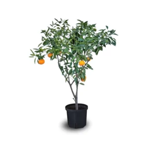 Tangerine Trees Potted Dancy Mandarin 2-3 Ft Indoor Outdoor