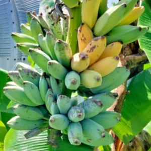 Thai Banana