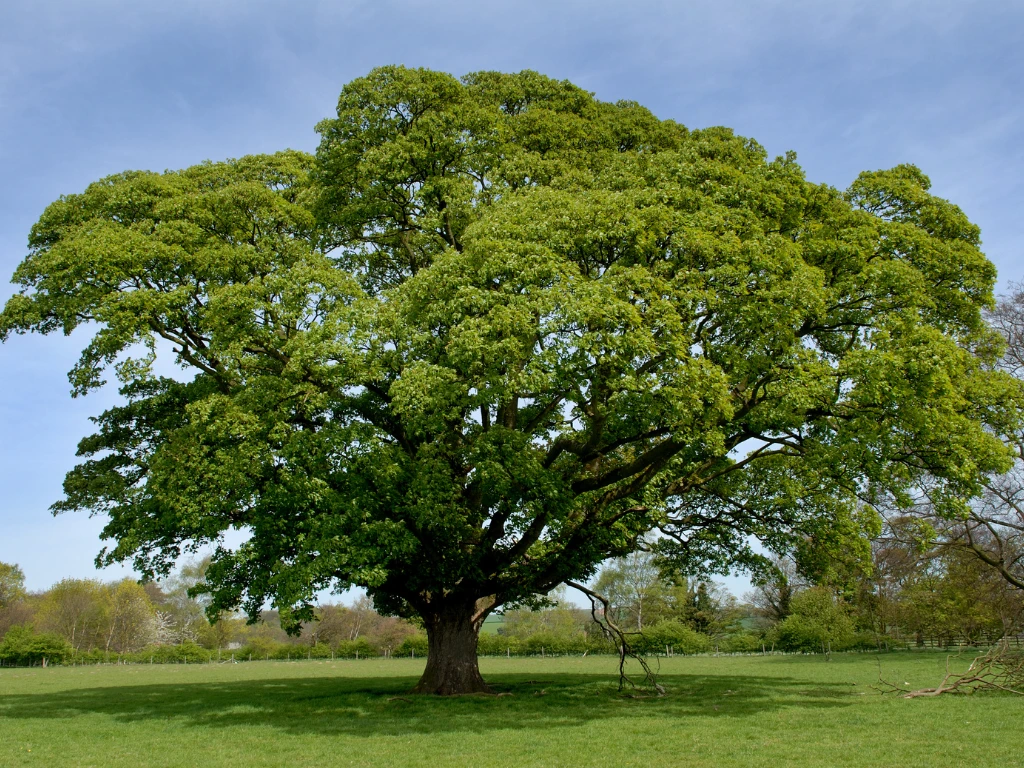 The Oak Tree – The Symbol of Strength
