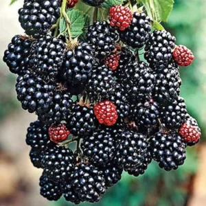 Thornless Blackberry Plants - 4 Pack Everbearing High-Yield Bushes