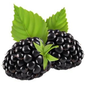 Thornless Blackberry Plants - 4 Pack Everbearing High-Yield Bushes