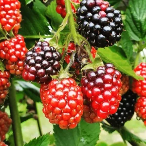 Thornless Blackberry Plants - 4 Pack Everbearing High-Yield Bushes