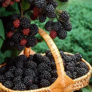 Thornless Blackberry Plants - 4 Pack Everbearing High-Yield Bushes