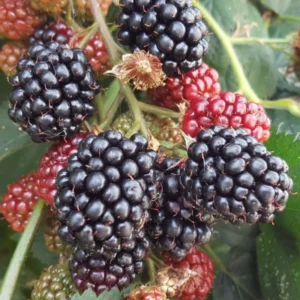 Thornless Blackberry Plants - 4 Pack Live Bushes - High-Yield Blackberry