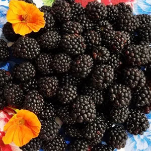 Thornless Blackberry Plants - 4 Pack Live Bushes - High-Yield Blackberry