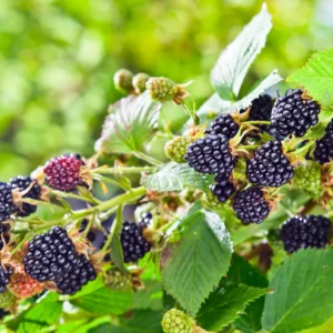 Thornless Blackberry Plants - 4 Pack Live Bushes - High-Yield Blackberry