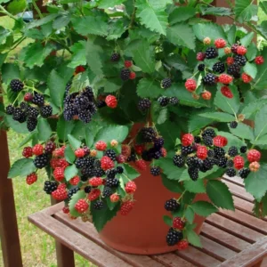 Thornless Blackberry Plants - 4 Pack Live Bushes - High-Yield Blackberry