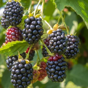 Thornless Everbearing Blackberry Plants - Pack of 4 - High-Yield Garden Variety