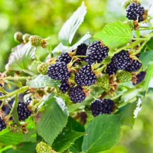 Thornless Everbearing Blackberry Plants - Pack of 4 - High-Yield Garden Variety