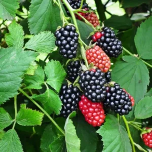 Thornless Everbearing Blackberry Plants - Pack of 4 - High-Yield Garden Variety