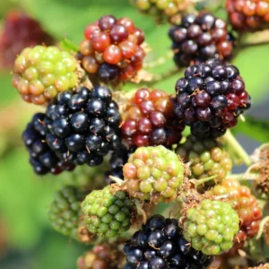 Thornless Everbearing Blackberry Plants - Pack of 4 - High-Yield Garden Variety