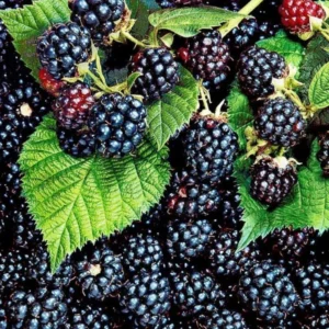 Thornless Everbearing Blackberry Plants - Pack of 4 - High-Yield Garden Variety