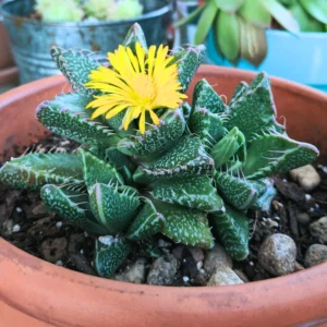 Tiger Jaw Succulent Plant, Faucaria Tigrina - 4 Inch Potted Rare Live Plant