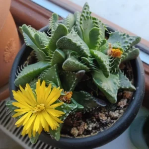 Tiger Jaw Succulent Plant, Faucaria Tigrina - 4 Inch Potted Rare Live Plant