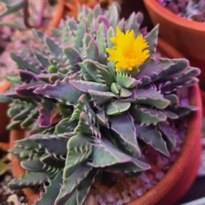 Tiger Jaw Succulent Plant, Faucaria Tigrina - 4 Inch Potted Rare Live Plant