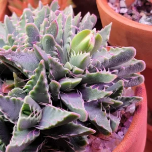 Tiger Jaw Succulent Plant, Faucaria Tigrina - 4 Inch Potted Rare Live Plant