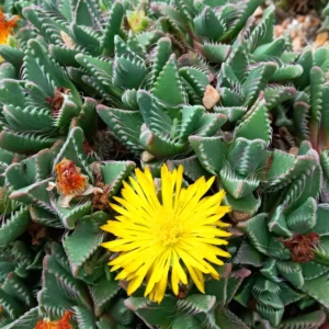 Tiger Jaw Succulent Plant, Faucaria Tigrina - 4 Inch Potted Rare Live Plant
