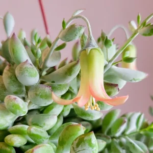 Trailing Succulent Houseplant - Cotyledon Pendens, 2" Pot, Rare Indoor Plant