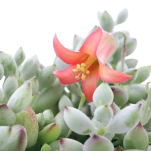 Trailing Succulent Houseplant - Cotyledon Pendens, 2" Pot, Rare Indoor Plant