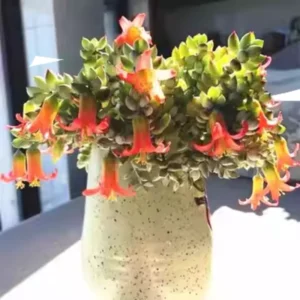 Trailing Succulent Houseplant - Cotyledon Pendens, 2