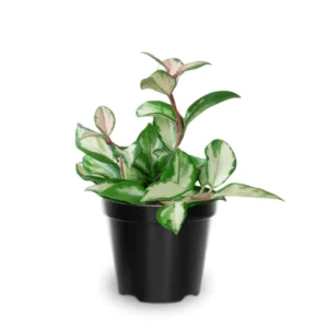 Tricolor Hoya Carnosa Plant 2 Inch Pot - Live Indoor Hanging Houseplant