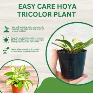 Tricolor Hoya Carnosa Plant 2 Inch Pot - Live Indoor Hanging Houseplant