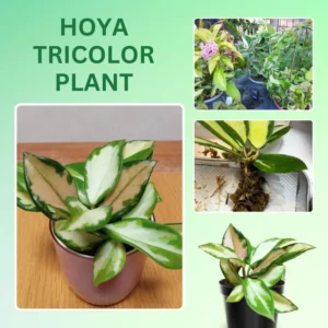 Tricolor Hoya Carnosa Plant 2 Inch Pot - Live Indoor Hanging Houseplant