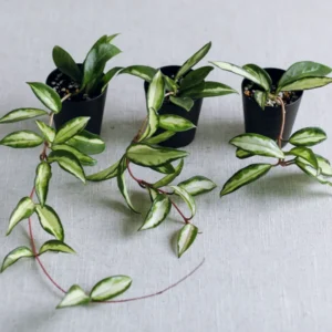 Tricolor Hoya Carnosa Plant 2 Inch Pot - Live Indoor Hanging Houseplant
