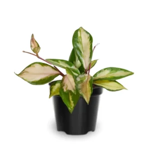 Tricolor Hoya Carnosa Plant 4 Inch Pot - Live Houseplant Decor