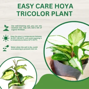 Tricolor Hoya Carnosa Plant 4 Inch Pot - Live Houseplant Decor