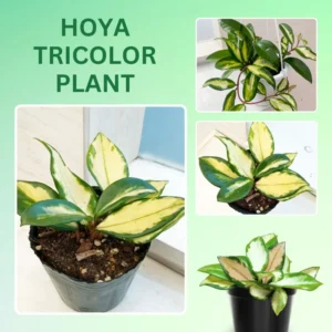 Tricolor Hoya Carnosa Plant 4 Inch Pot - Live Houseplant Decor