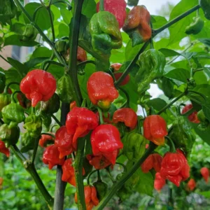 Trinidad Scorpion Chile Pepper Plant - Vegetable Plant 2.5 Inch Pot
