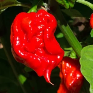 Trinidad Scorpion Chile Pepper Plant - Vegetable Plant 2.5 Inch Pot