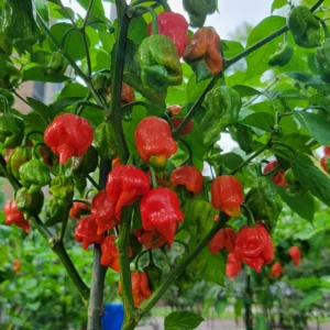 Trinidad Scorpion Chile Pepper Plant - Vegetable Plant 2.5 Inch Pot